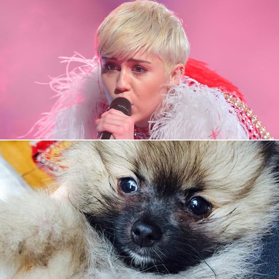 Miley Cyrus Gets a New Puppy After Floyd's Death | Picture