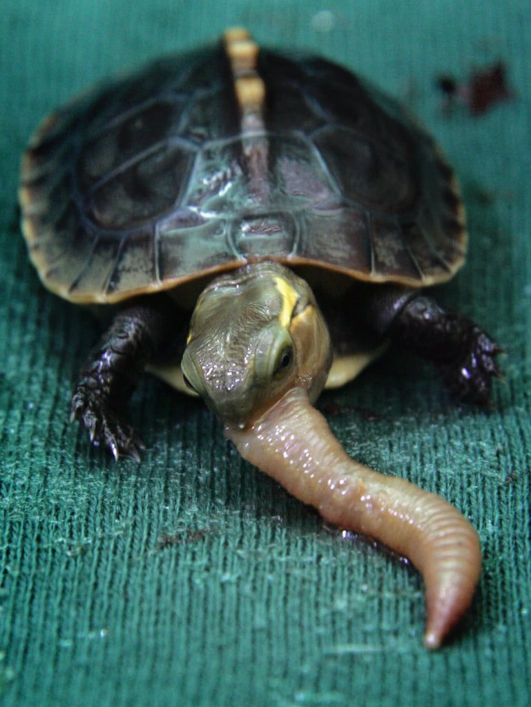 The Scoop: Endangered Chinese Box Turtle Born in Bristol