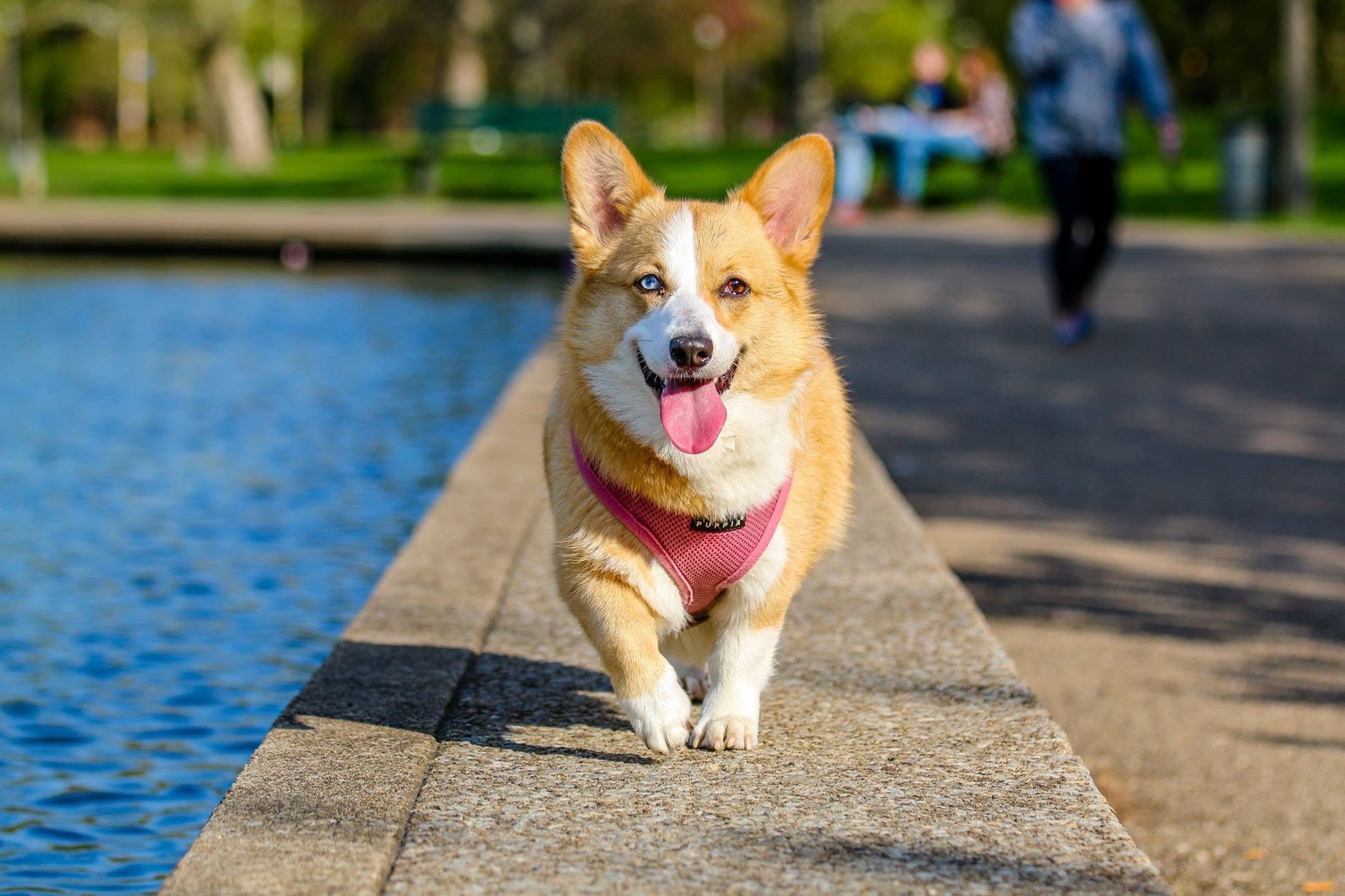 How to Cool Down a Dog in the Summer POPSUGAR Family