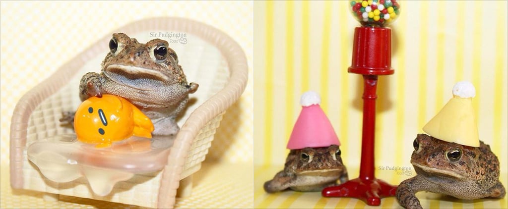 Pudge and Noodles Toads Instagram