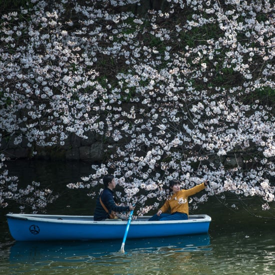 Japan Cherry Blossom Photos 2018