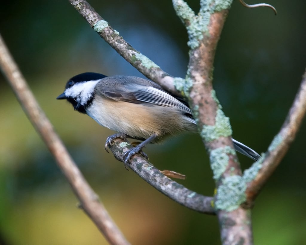 A bird's body temperature is around seven to eight degrees hotter