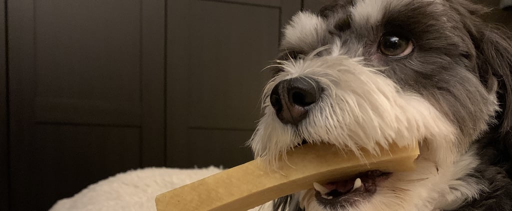Why Me and My Dog Love the Himalayan Dog Chews | Review