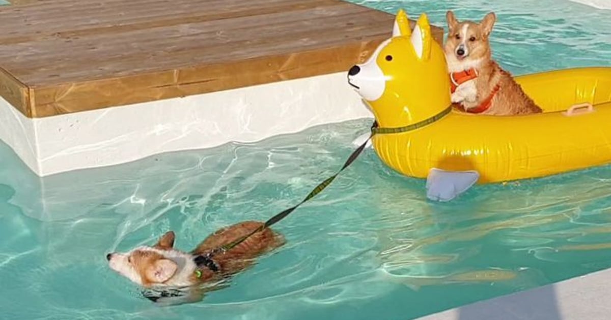 Corgi Pulling Another Corgi in a Corgi Pool Float | POPSUGAR Pets