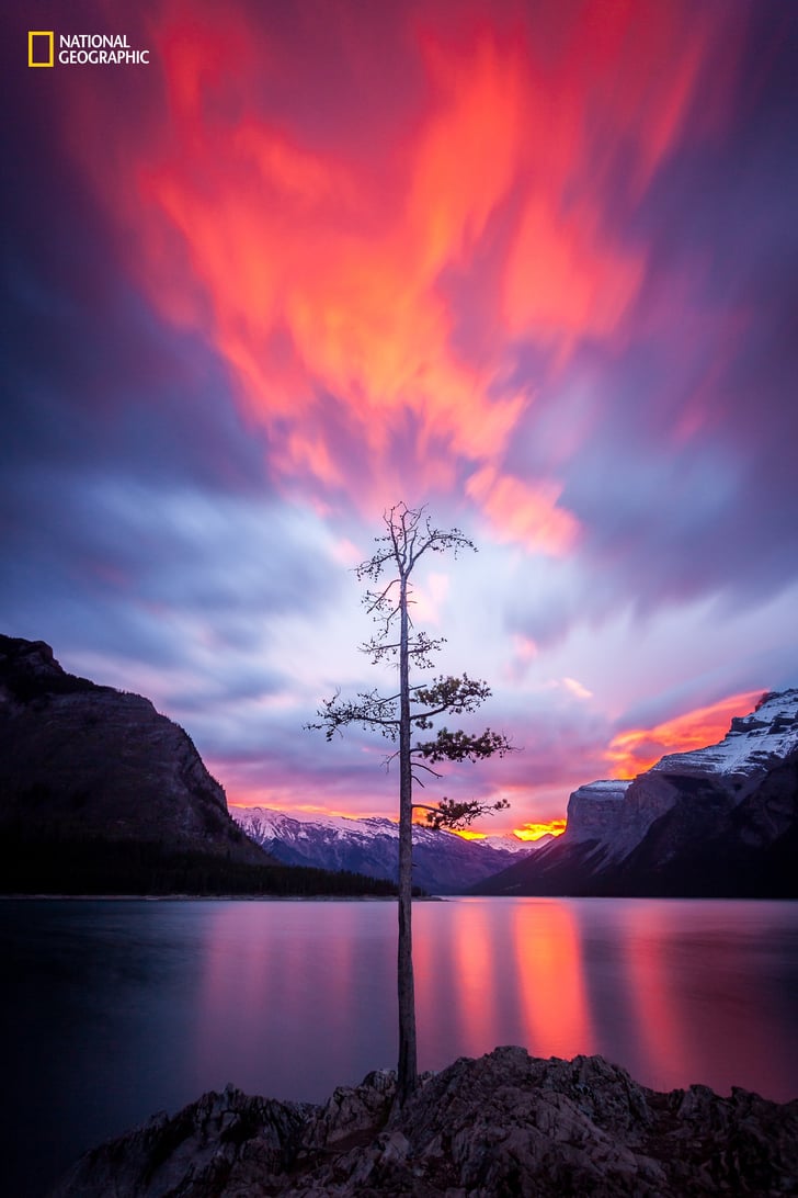Burning Tree 2016 National Geographic Nature Photographer Contest POPSUGAR Tech Photo 9