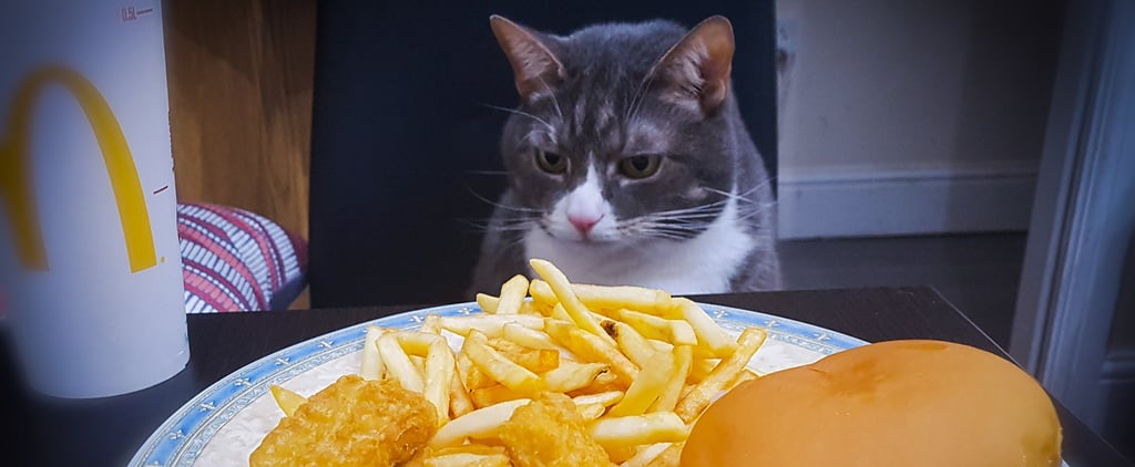 Photos of Man Eating Meals With His Cat