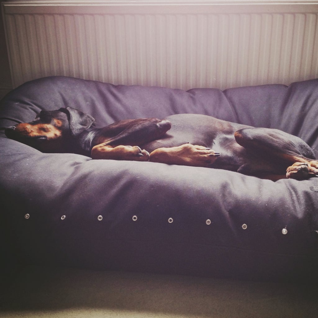 Cute Pets Sleeping | Pictures