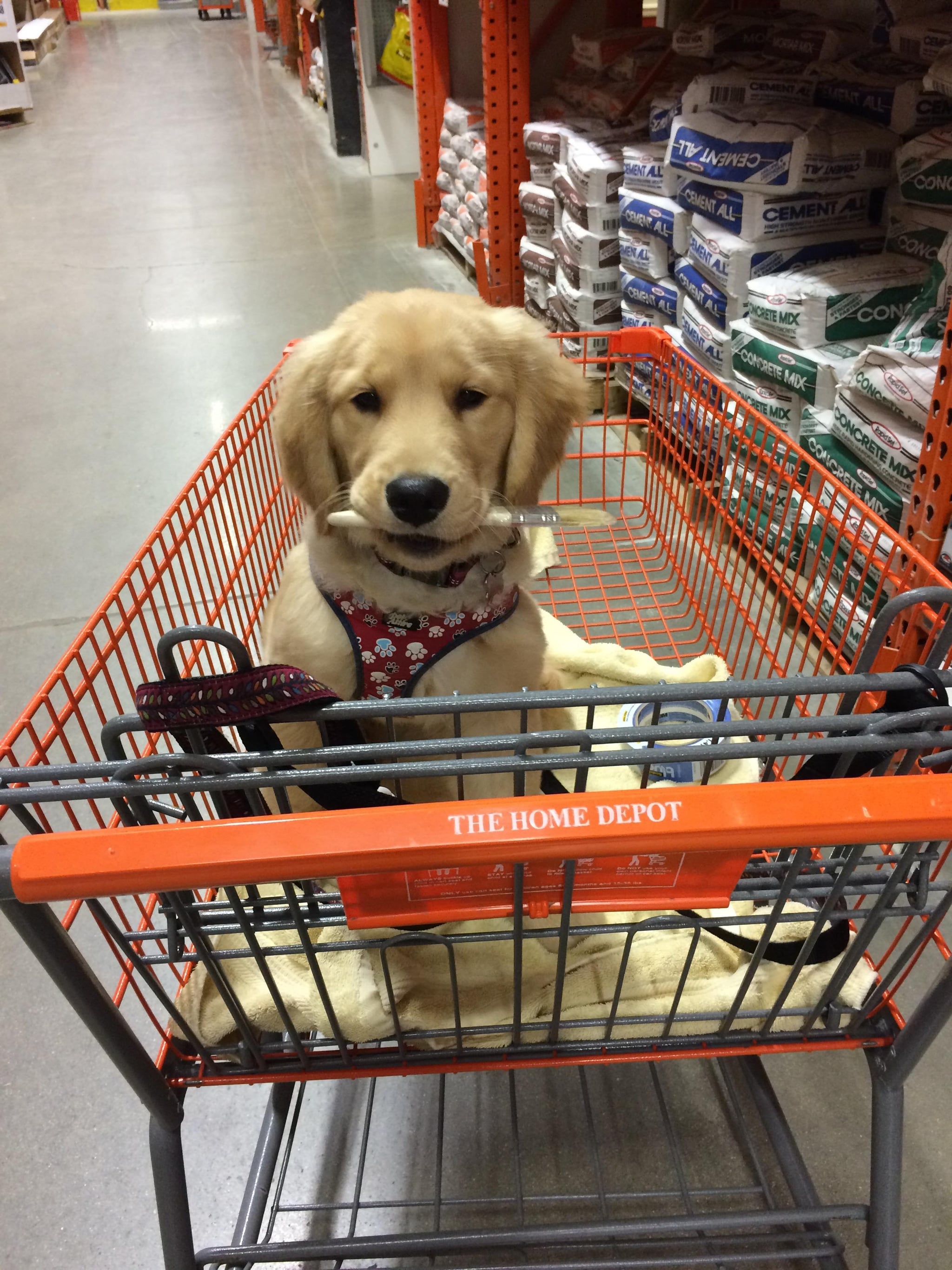 Can You Bring Dogs Into Walmart