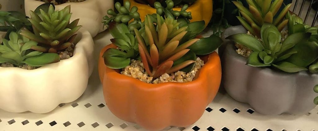 Target's $5 Succulent Pumpkins Are a Fall Must Have