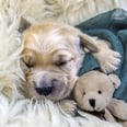 12 Things You Need to Buy When You Bring Home a New Puppy