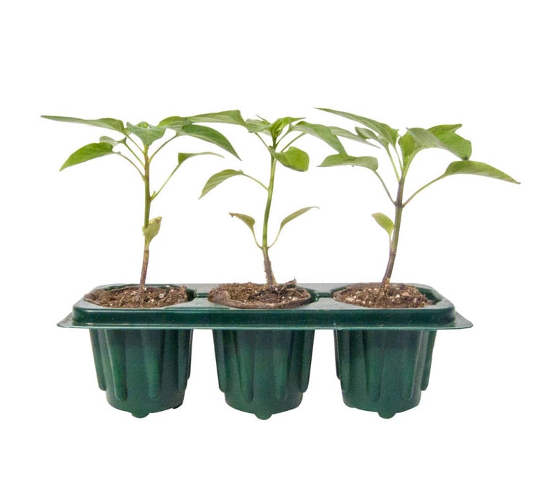Gurney S Seed Nursery Co Get Pregrown Vegetable Plants Delivered To Your Doorstep With These 6 Websites Popsugar Home Photo 7