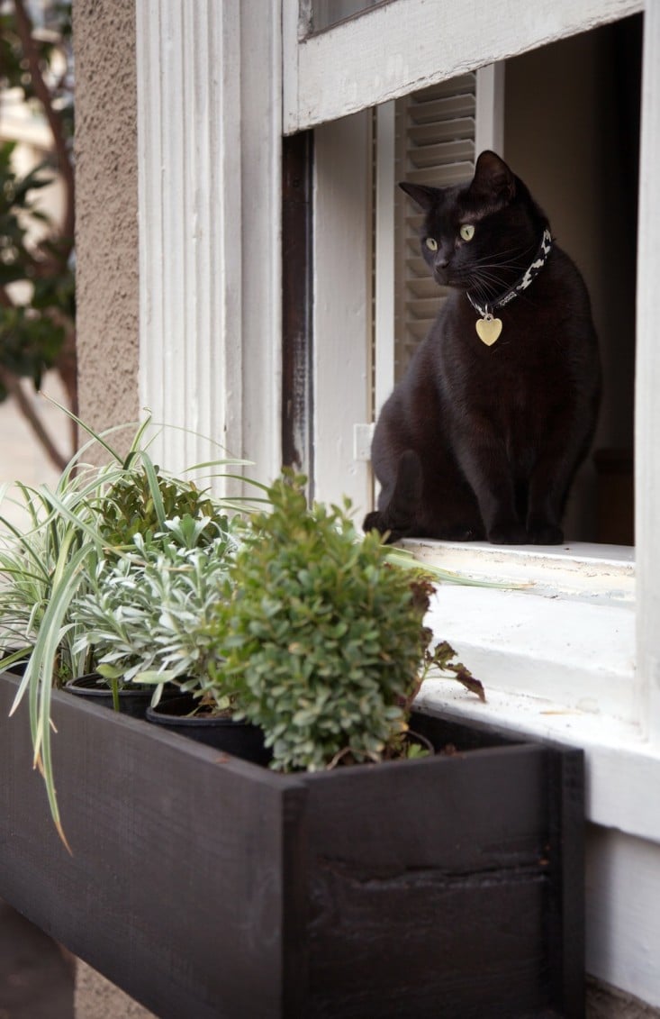 Window Boxes