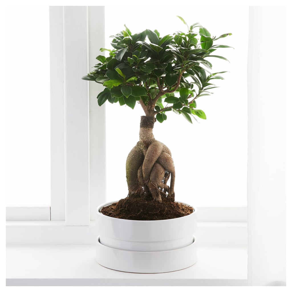 Ficus Microcarpa Ginseng Plant With Pot