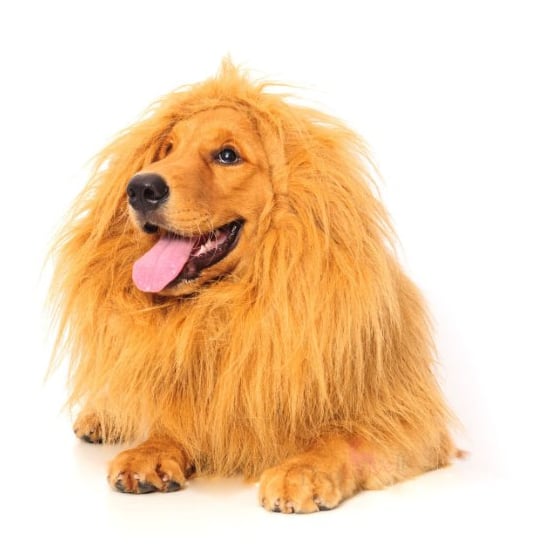 The Most Popular Dog Costumes POPSUGAR Pets