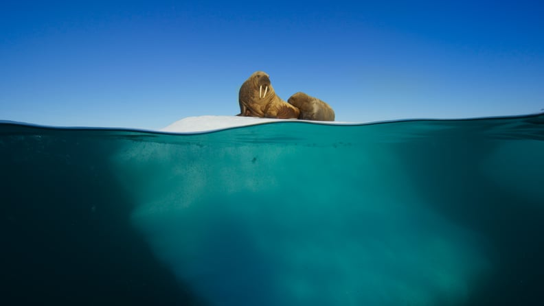 A walrus mother and calf resting on an iceberg in the Arctic Ocean in Svalbard.