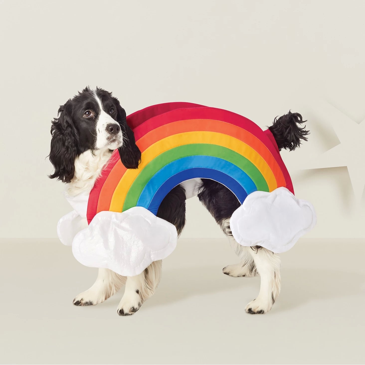 Rainbow Dog Costume Bow Down To Target Because We Ve Never Seen