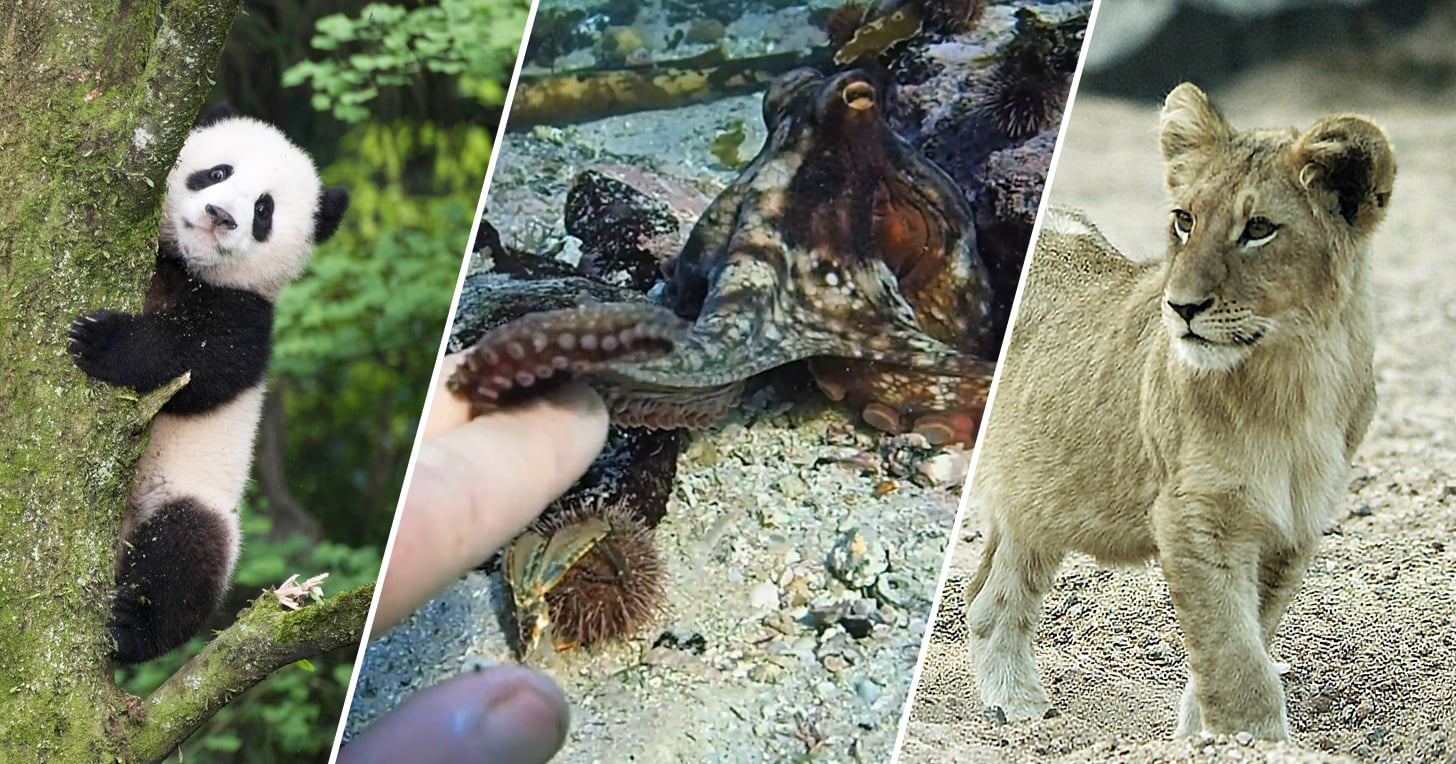 15 of the Best Animal Documentaries You Can Stream Right Now POPSUGAR