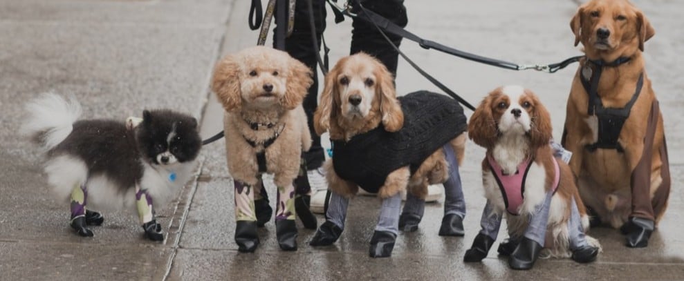 Leggings For Dogs