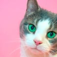 Lonely Cat That Was Trapped in an Attic For 13 Years Just Found Her First Real Family