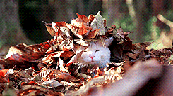 You Remember the Pure Joy a Pile of Leaves Can Bring