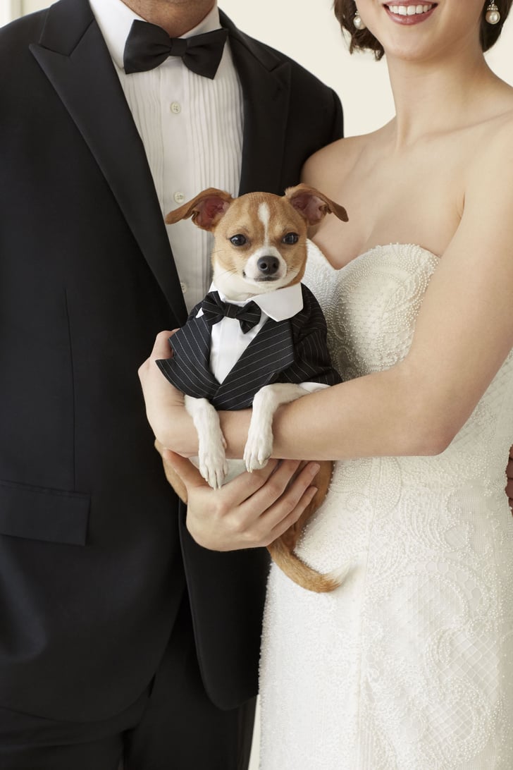 Wedding Clothes For Dogs POPSUGAR Pets Photo 6