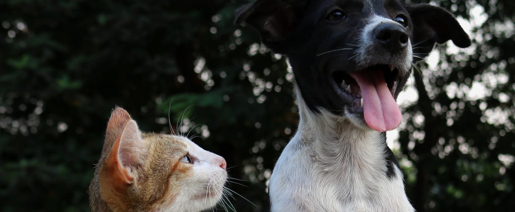 The PACT Act Is Passed to Make Animal Cruelty a Felony