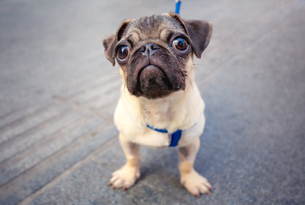 Pictures of Dogs Making Funny Faces