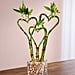 1-800-Flowers Heart-Shaped Bamboo For Valentine's Day