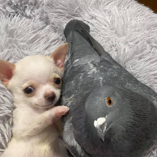 Puppy and Pigeon With Disabilities Form Unlikely Friendship