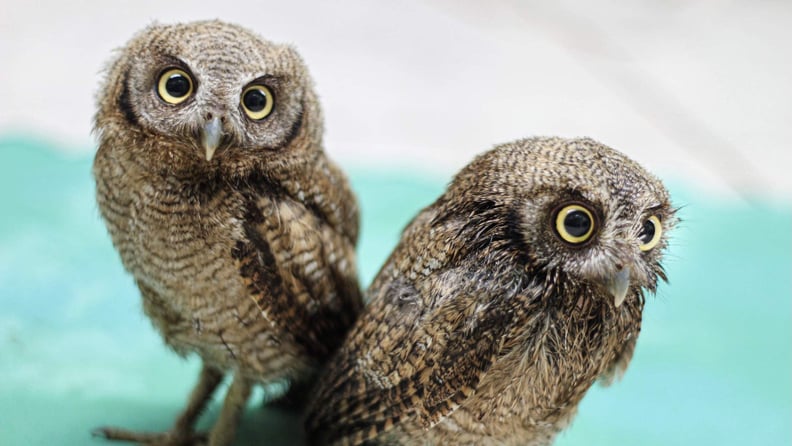 Learn About the Mysterious Life of Owls at the Toucan Rescue Ranch