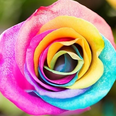 Unicorn Rainbow Roses | POPSUGAR Home