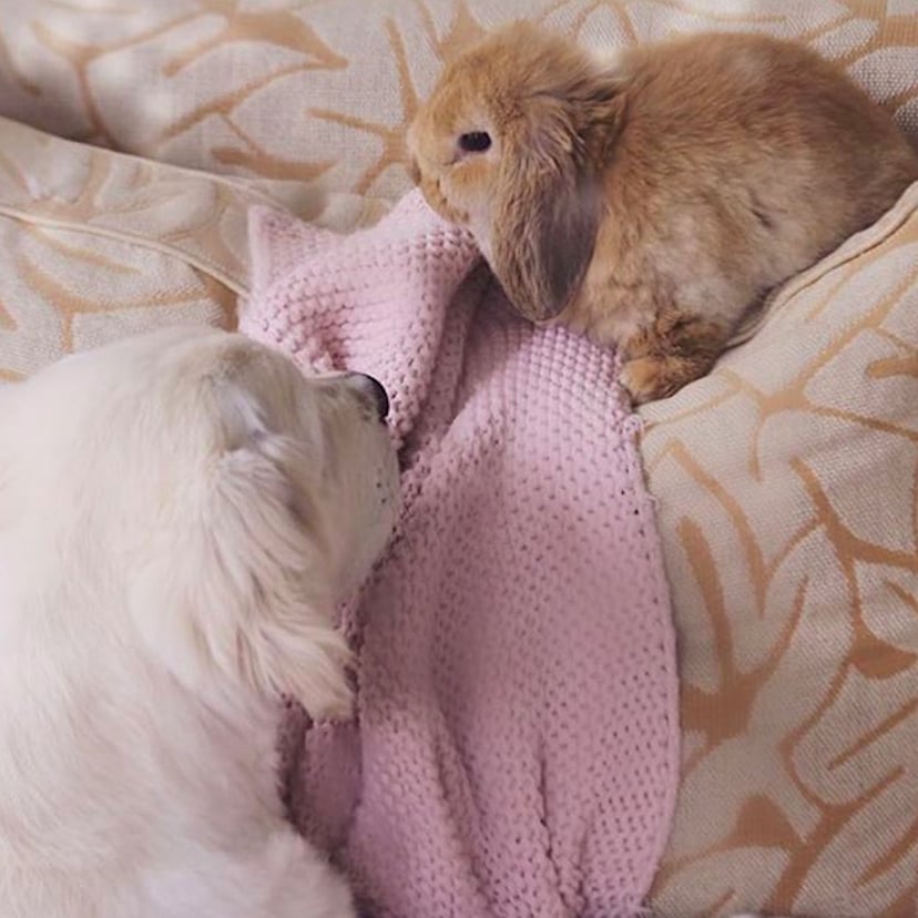 Golden Retriever Puppy And Bunny