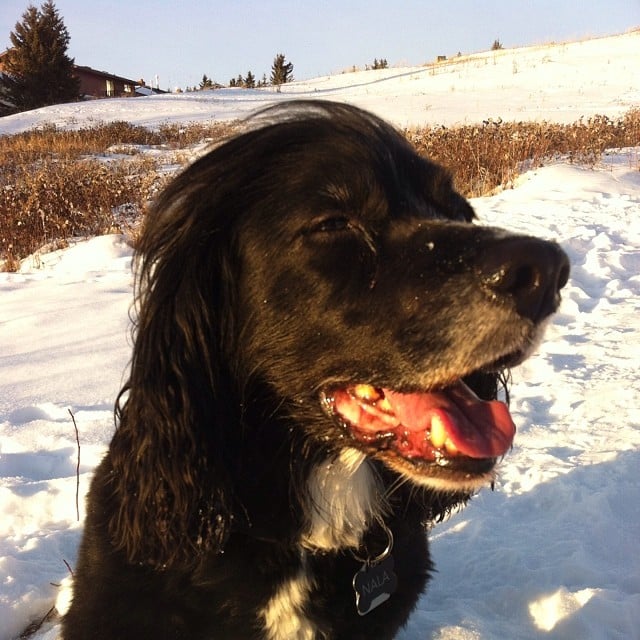 Instagram Challenge: Your Winter Pets