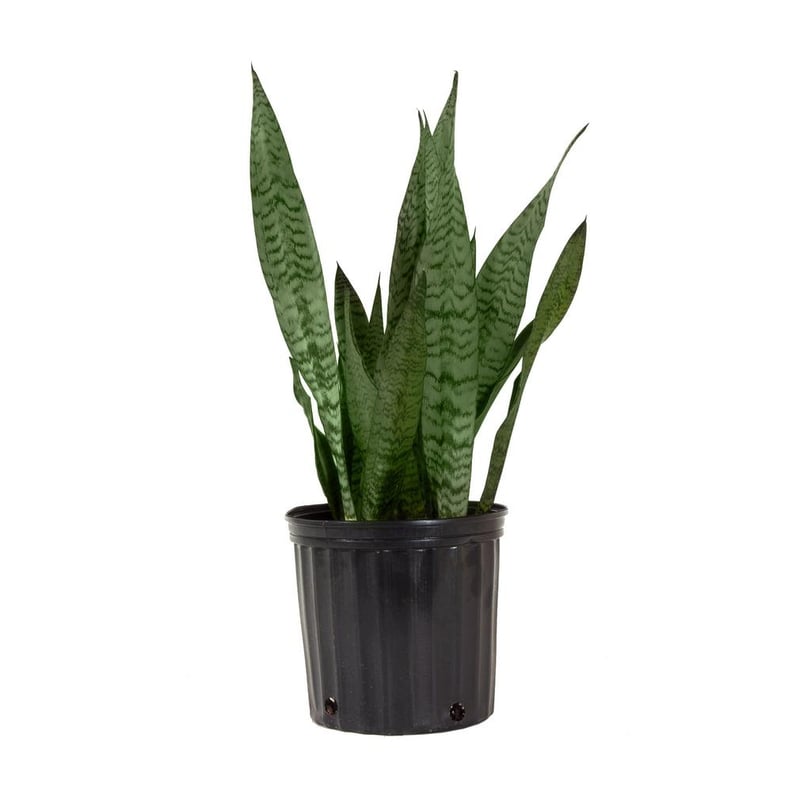 Sansevieria Zeylanica Plant