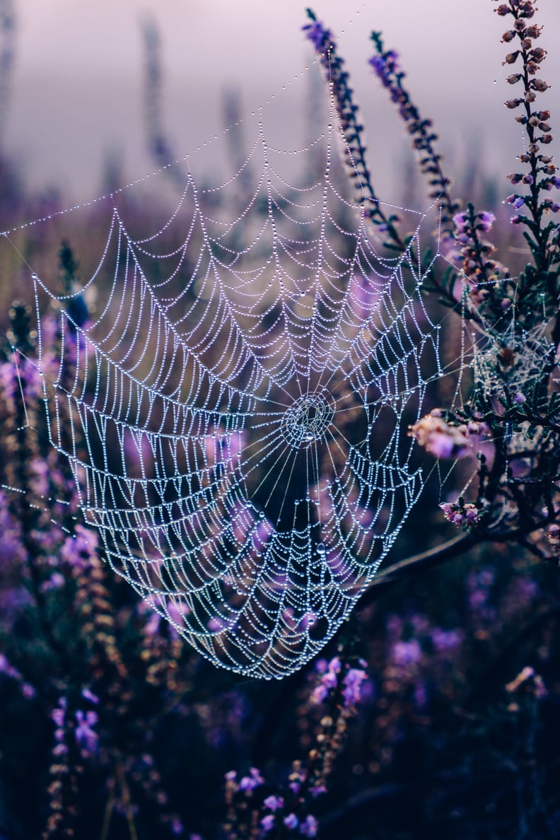 spider web iphone wallpaper