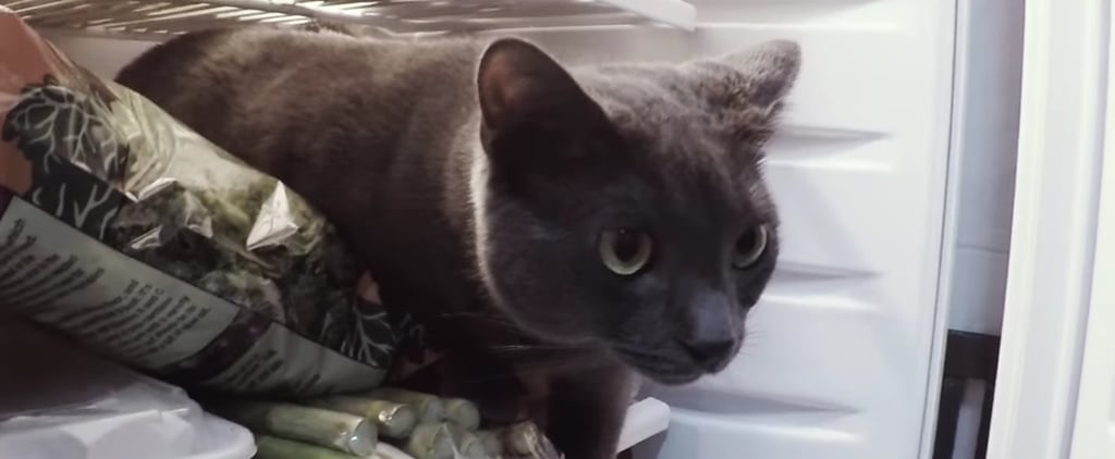 Cat in Fridge | Video