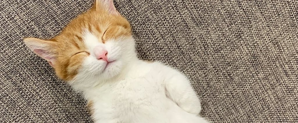 Cute Photos of Cat Who Sleeps on His Back