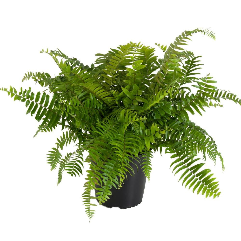 Macho Fern Plant