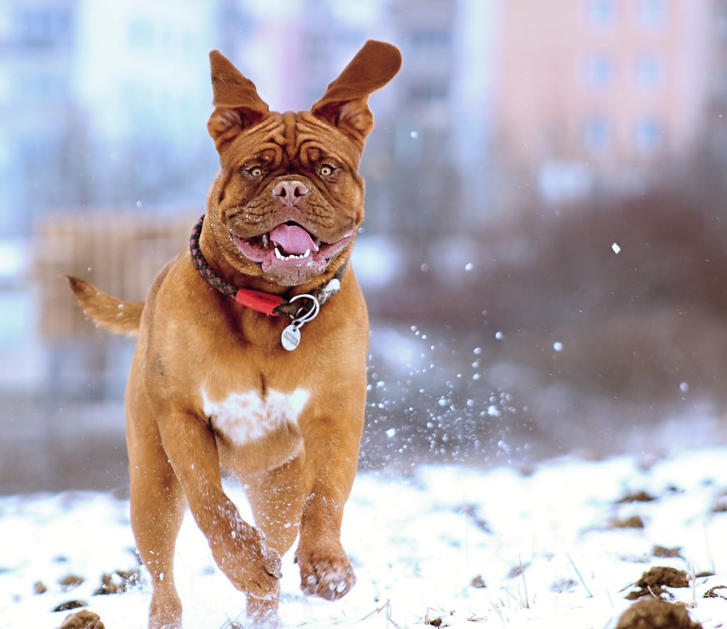 Cute Photos of Dogs in the Winter