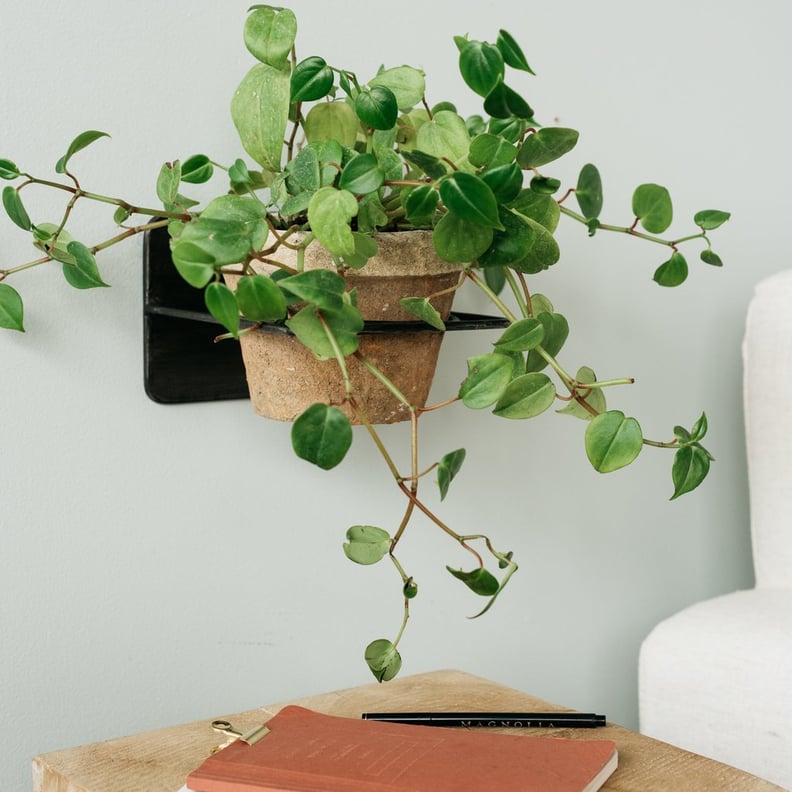 Molly Wall Plant Holder