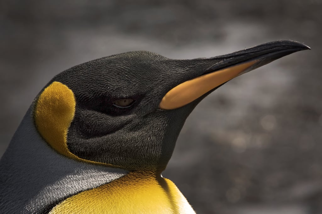 Antarctica King Penguins