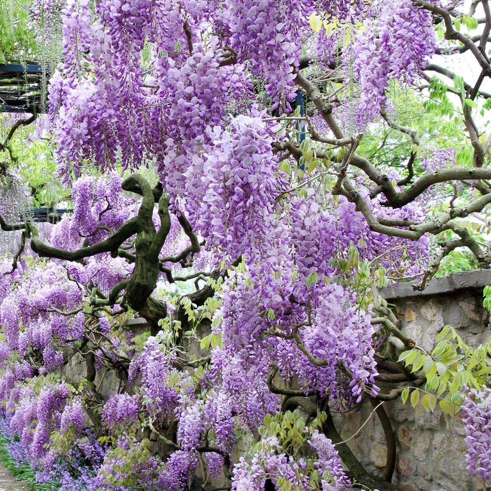 Wisteria Tree