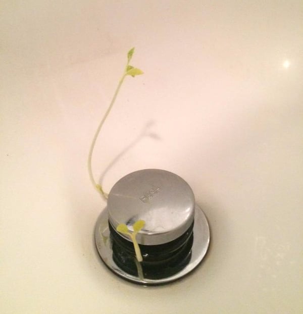 Lush Massage Bar Sprouts Plants