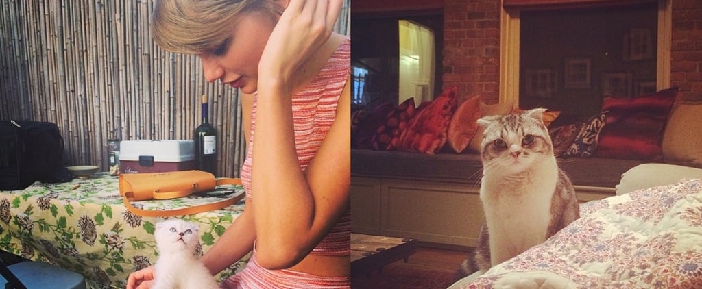 Taylor Swift's Cats Are Insta-Famous