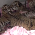 Stop What You're Doing and Watch These Tiger Babies Right Meow