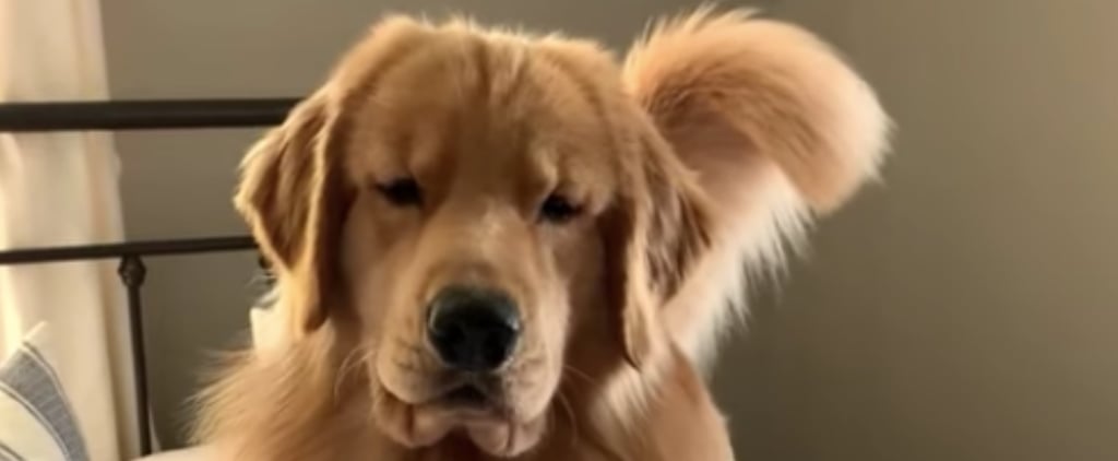 A Woman Narrated Her Golden Retriever's Hilarious "Reaction" to Her Hair Straightener