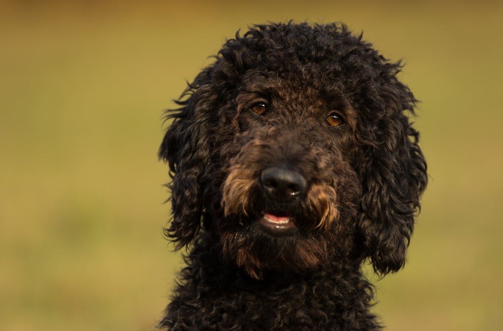 Cute Pictures of Labradoodles