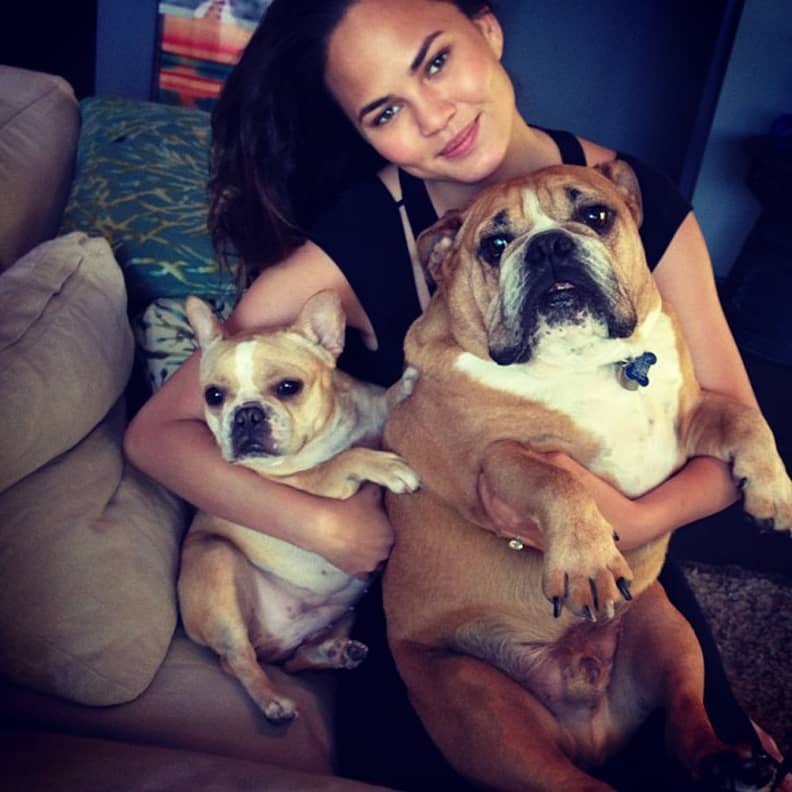 8 Cutest Fashion Designer & Celebrity Pet Dogs