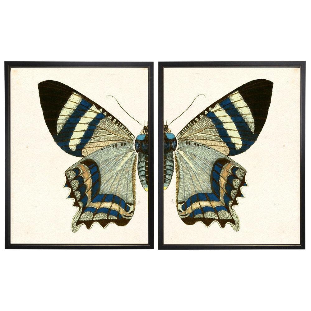 Split White and Blue Butterfly Prints in Copper and Black Shadowboxes