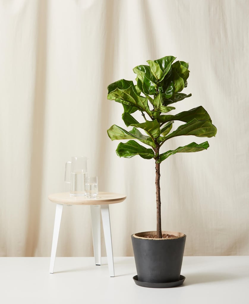 Fiddle Leaf Fig